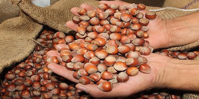 Fındık fiyatındaki düşüş