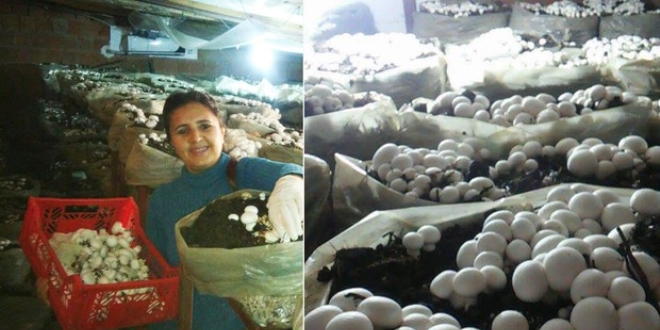 Kültür mantarıyla hayatı değişti