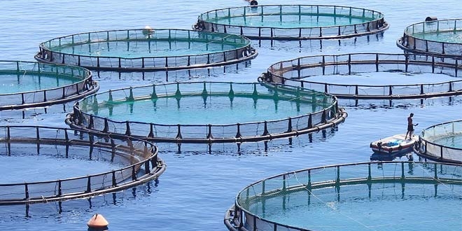Fiyatlar tüketiciyi çiftlik balığına yöneltti