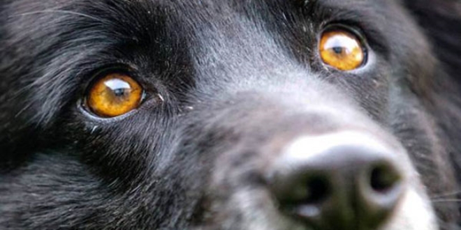 Köpeklerin gözünde manyetik alanları algılayan moleküller bulundu