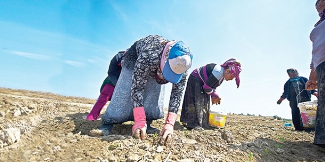 İşgücüne katılım ve istihdam oranında göçmen işçiler Türkleri geçti