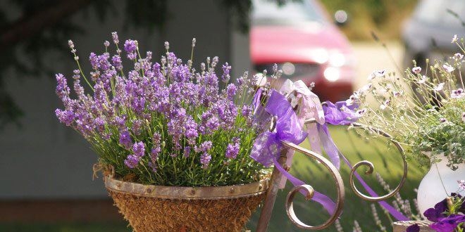 Okul laboratuvar�n� bah�eye �evirdiler