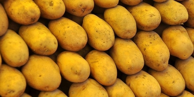 Yüzbinlerce ton patates depolarda bekliyor