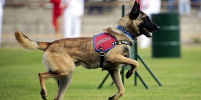 18 patlay�c� madde arama k�pe�i g�reve haz�r