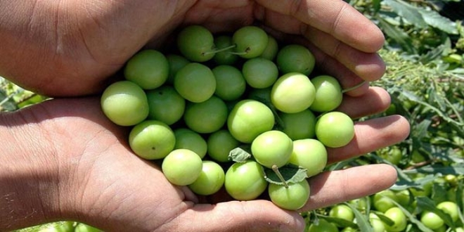 Bir kilo erik 300 liradan satıldı