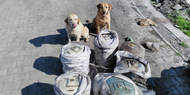 Güvenlik güçlerine 'dedektör köpek' desteği