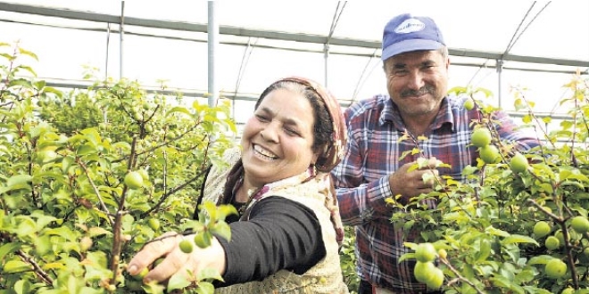 Erken hasat erik el yaktı: 300 TL