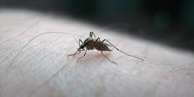 Zika virüsüne karşı seyahat uyarısı