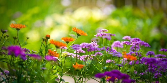 ���nc� cemre topra�a d��t�