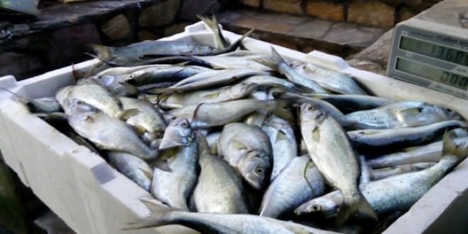 �inekop fiyat�yla cep yak�yor