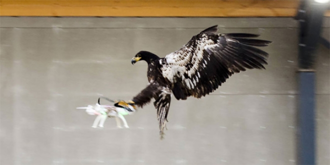 Türk hava sahasını dronelara karşı 'kartallar' koruyacak