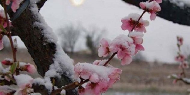 Meteorolojiden 'zirai don' uyarısı