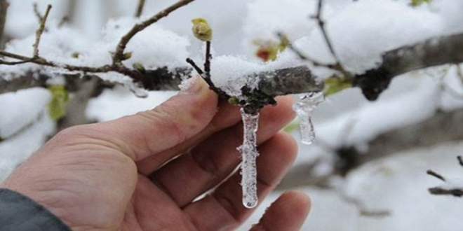 Meteorolojiden 'zirai don' uyarısı