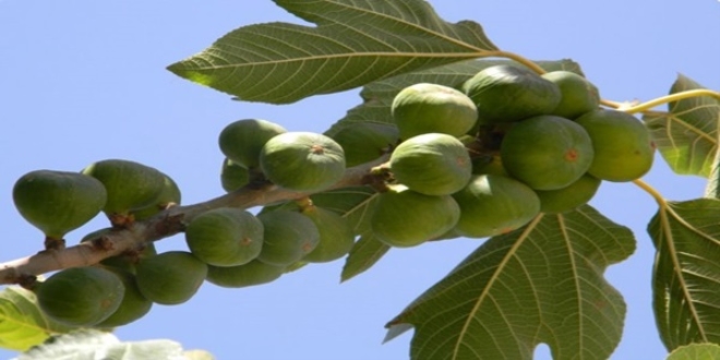 T�B�TAK destekli proje incir �retimini art�racak