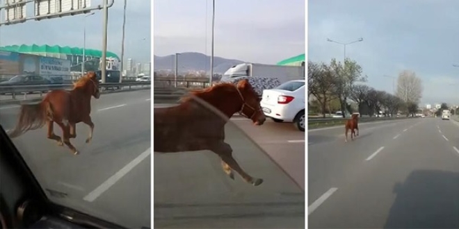 Karayoluna çıkan at adeta araçlarla yarıştı