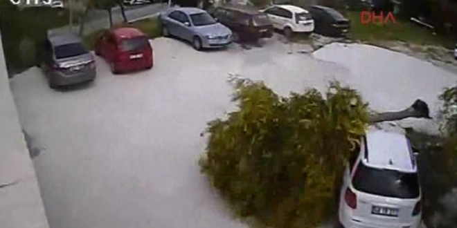Fırtına ağacı kökünden söktü