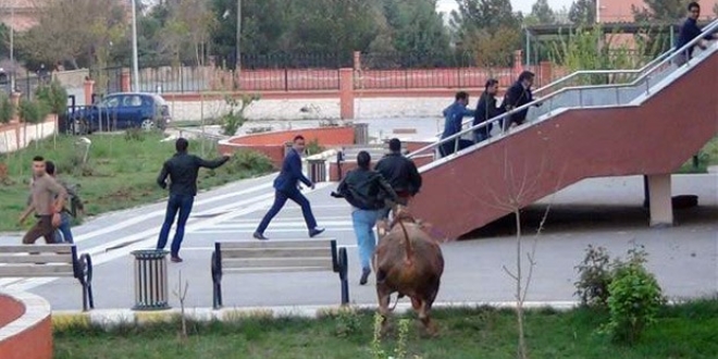 Kesimden kaçan dana adliye bahçesini birbirine kattı