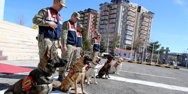 Jandarmanın 'kahraman' köpekleri suçlulara göz açtırmıyor