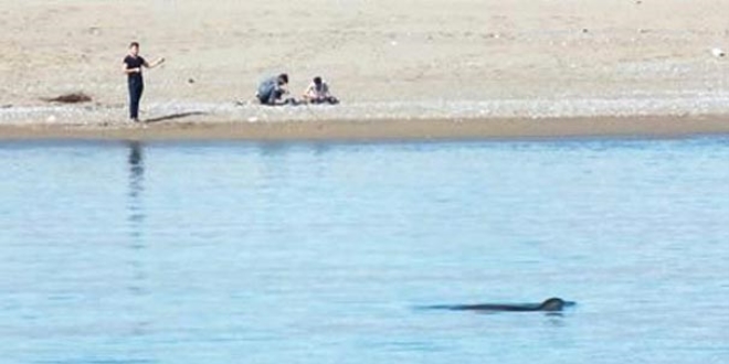 Akdeniz foku ilk kez nehirde grntlendi