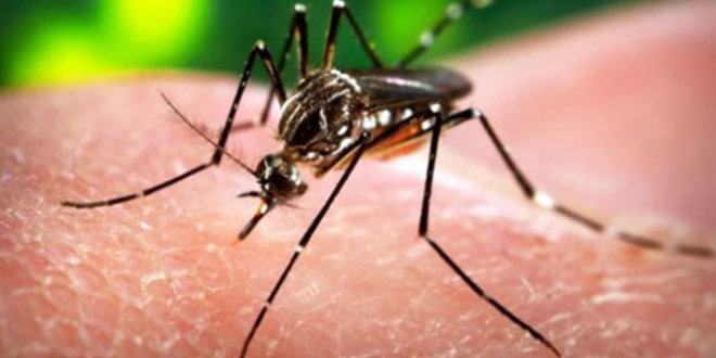 'Zika virs, ciddi doum kusurlarna neden oluyor'