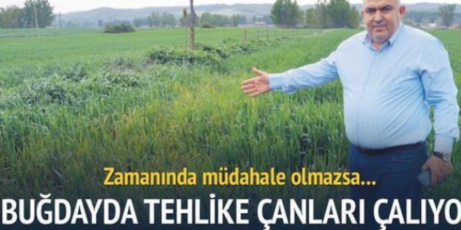 Buğdayda büyük tehlike