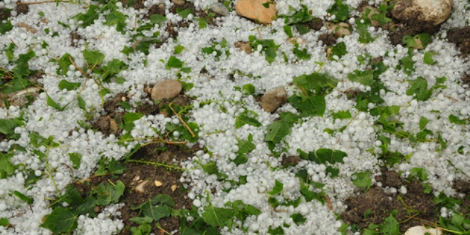 Erzincan'da dolu, tarım ürünlerine zarar verdi