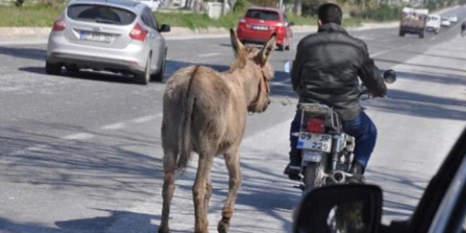 Aydın'da eşeğini motosikletiyle çeken kişiye para cezası