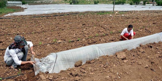 Mardinli kız kardeşler Tunceli'de sera kurdu