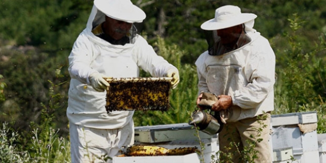 Bal �reticilerinin 'ar� ku�u' mesaisi