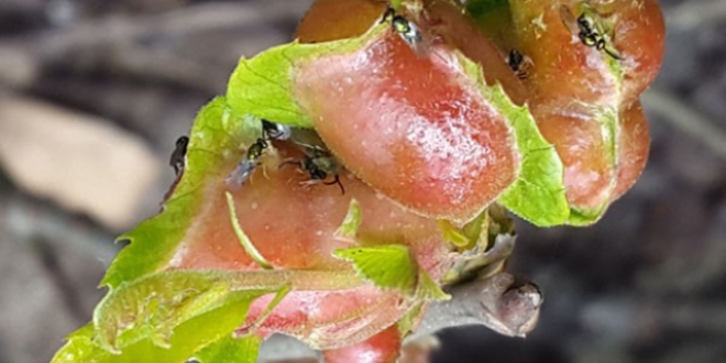 Gal ar�s�na kar�� terminat�r b�cek