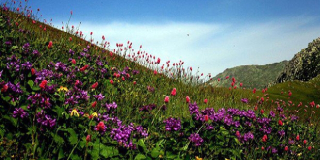 D�nyadaki bitki t�rleri say�ld�