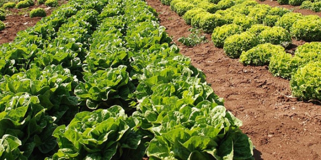 Rusya T�rkiye'den marul ithalat�n� durduracak