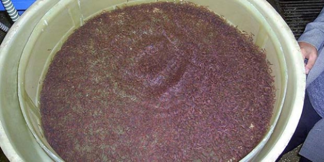 Baraj g�lleri bal�kland�r�l�yor