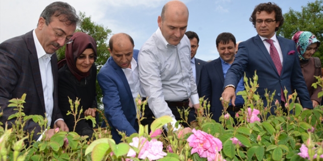 Bakan Soylu, tarlada gül topladı