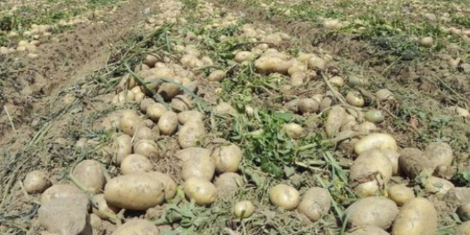 Çukurova'da fiyatlar yükselir diye patates toplanmıyor