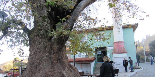Kocaeli'deki anıt ağacın yaşı 'bin 224' çıktı