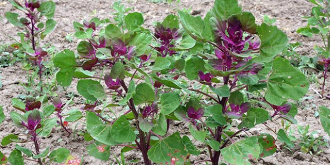 Astronotlar�n yiyece�ini A�r� Da��'nda yeti�tirdi