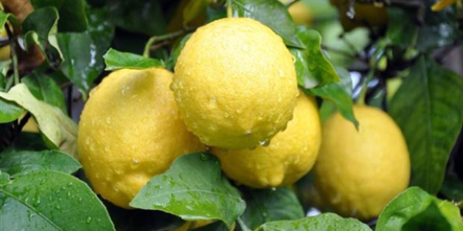 Limon 4 aydır yerinde sayıyor