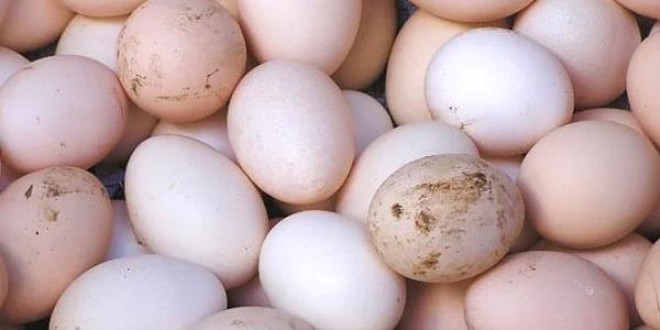 'Tavuk pisliğine bulanmış yumurtayı 'köy yumurtası' diye satıyorlar'