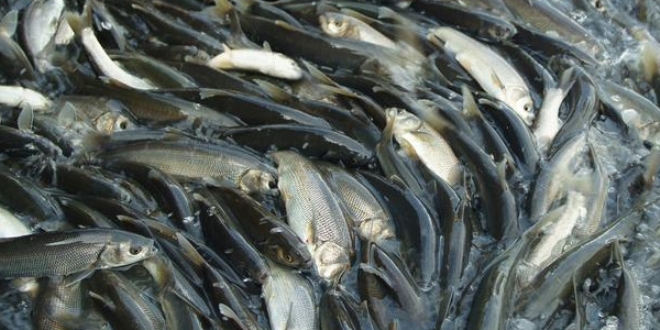 Van'da ka�ak avlan�lan 8 ton inci kefali ele ge�irildi