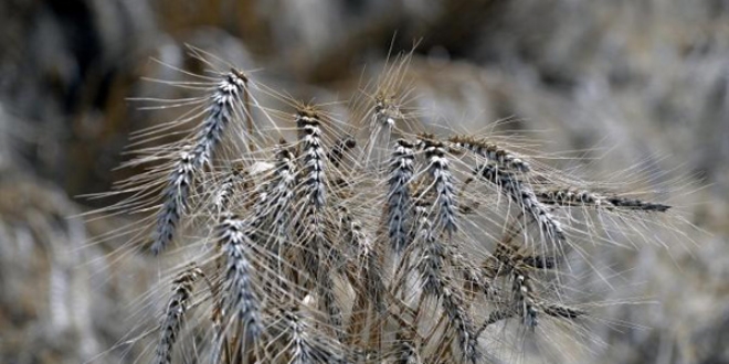 Adana'da 4 yeni bu�day �e�idi geli�tirildi