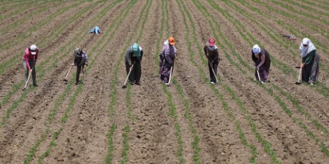 Tarlaların ince işçileri 'çapacı kadınlar'