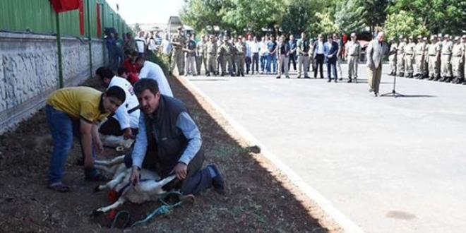 7 şehit veren tabur, 7 kurban kesilerek karşılandı