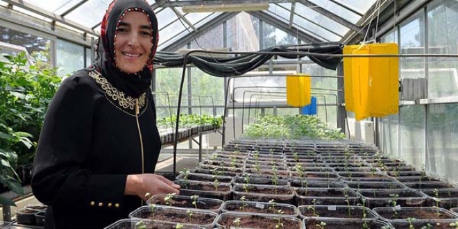 Milli patates kadın eliyle tanıtılacak