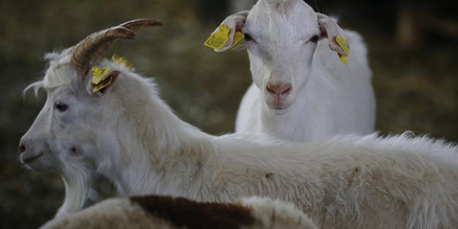 K���kba�ta �slah seferberli�i ba�l�yor