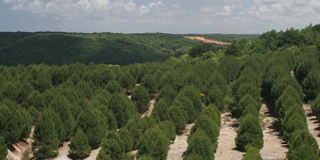 �stanbul'da bu y�l 150 bin a�a� dikilecek