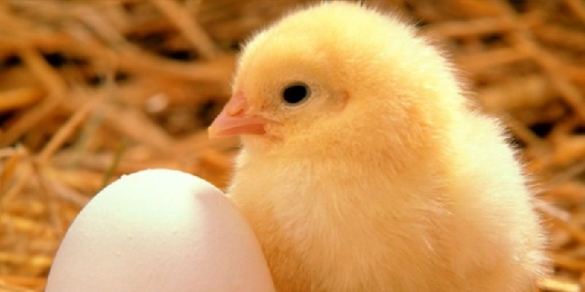 Okul mdr, yumurta getiren kylye civciv veriyor