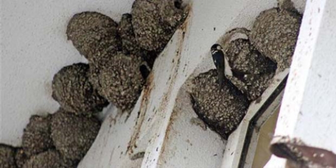 Osmaniye'de �zel idare binas�n�n y�k�m�, k�rlang��lar i�in ertelendi