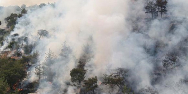 15 hektarl�k k�z�l�am orman� yand�