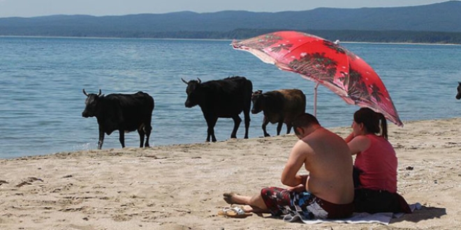 Merada otlayan inekler plajda denize giriyor